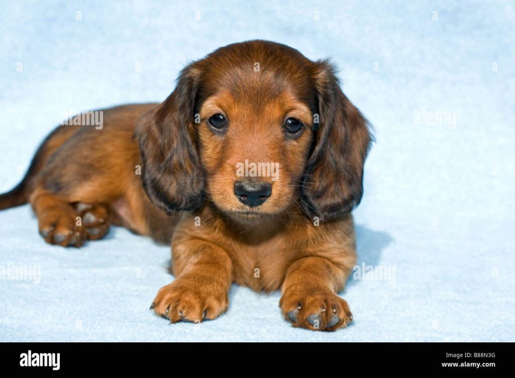 Puppy