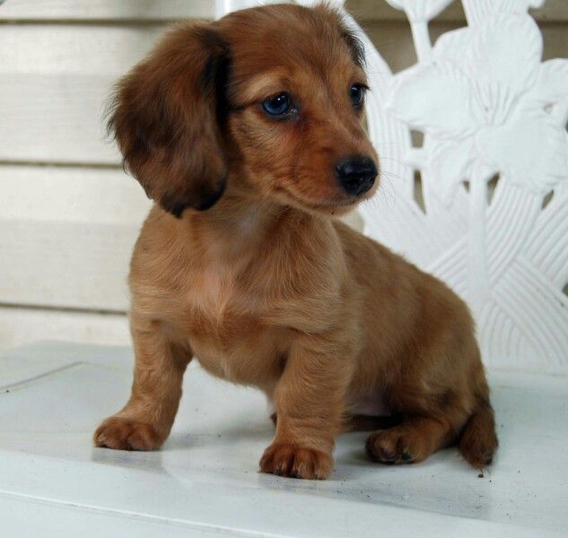 Puppy