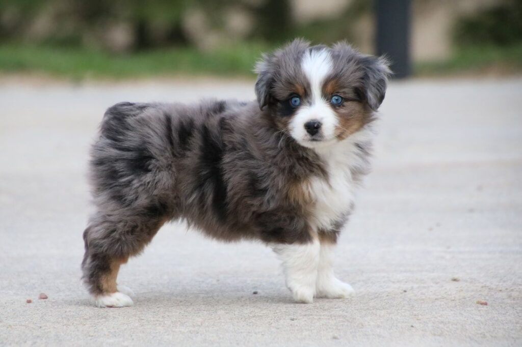Puppy