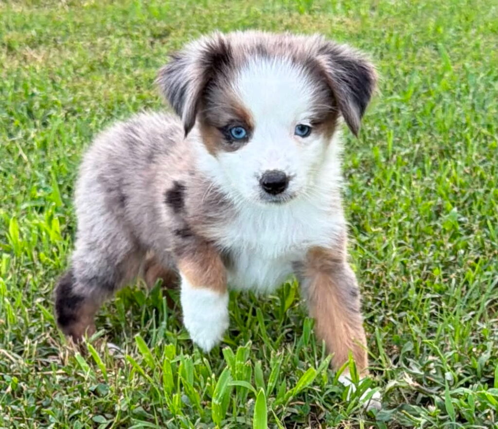 A toy Australian Shepherd puppy in green grass.