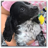 Black and white long-haired Dachshund puppy.