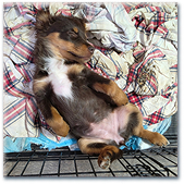 Black and tanlong-haired Dachshund puppy.