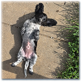Black and white long-haired Dachshund puppy lying on her back on the sidewalk, looking up at the photographer.