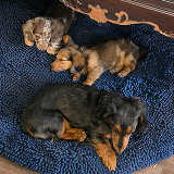 A mama miniature Dachshund with 2 puppies on a blue rug.
