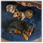 Long haired Dachshund mama with2 puppies on a blue rug.