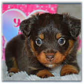 Black and brown long-haired Dachshund pupp