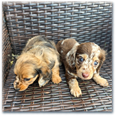 Two brown speckled long-haired Dachshund puppies.