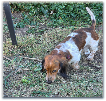 A Long haired Dachshund sire; brown and white with speckles.