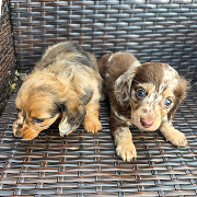 Two mini dachsund puppies